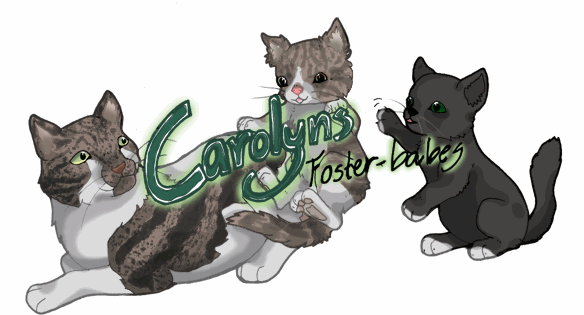 My kitties from Nova