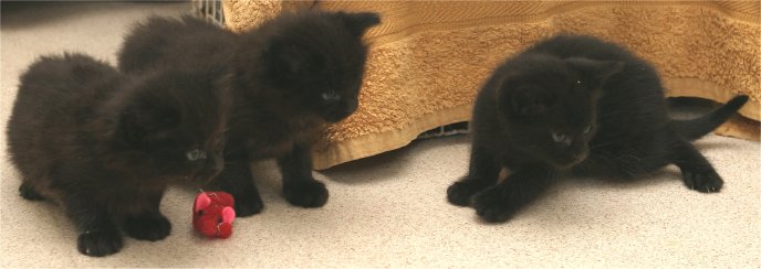Chusan And Fuzzies