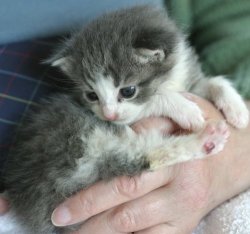 Real Life kitten