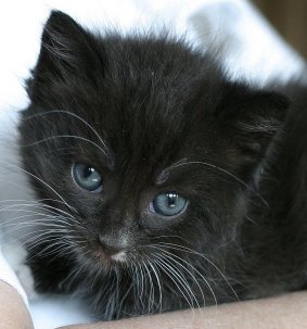 one of my quadruplet orphans