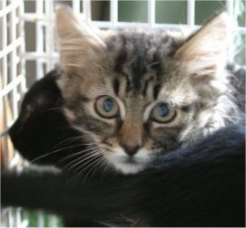 one of my three ferals