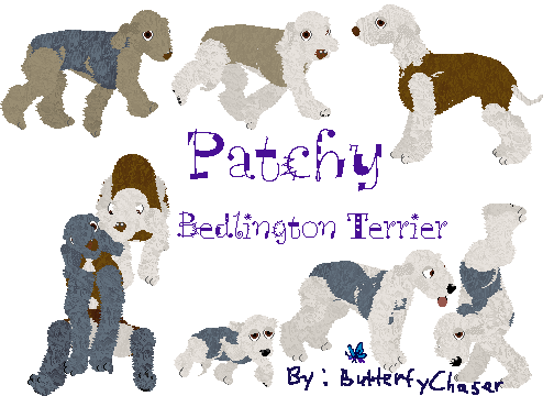 Patchy Bedlington