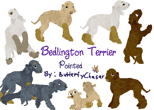 Point coloured Bedlington