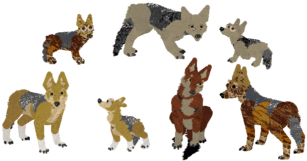 Black Back Jackal