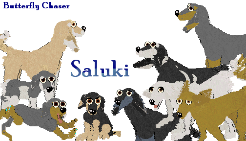 BuSaluki