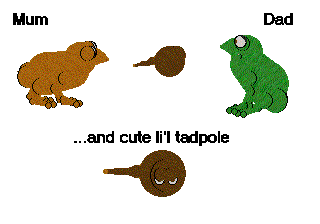 Frogz