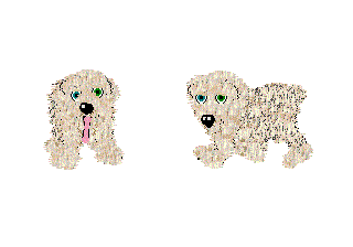 Komondor