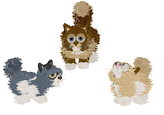 Ragdoll