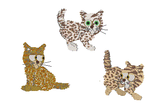 Ocicat