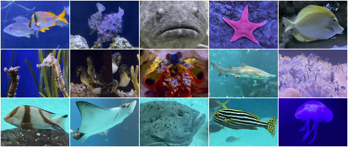 Aquarium Photos