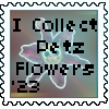 Icollect-Petziespetzflowers.png