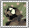 swallowtail-2021-flit_orig.png